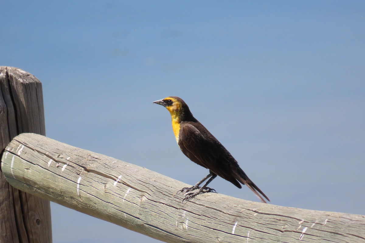 Yellow-headed Blackbird - ML620080593