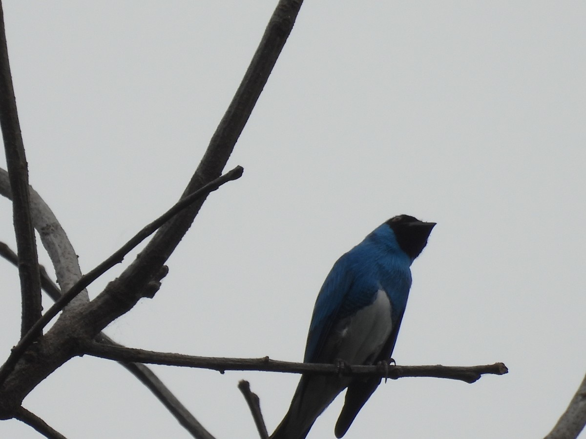 Swallow Tanager - ML620080603