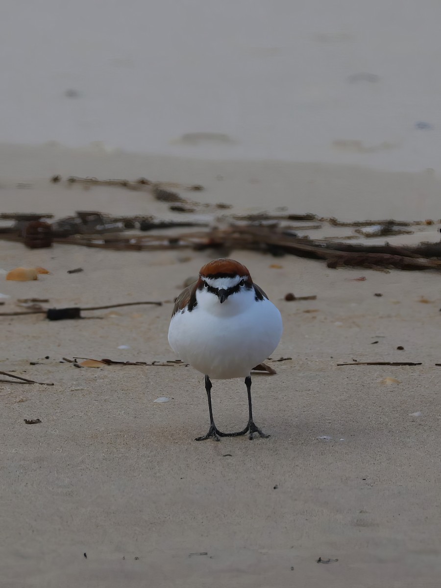 Red-capped Plover - ML620080607