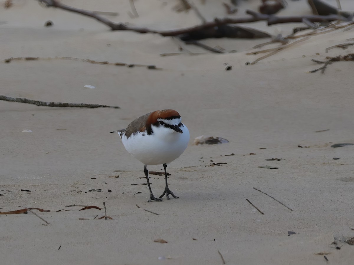 Red-capped Plover - ML620080610