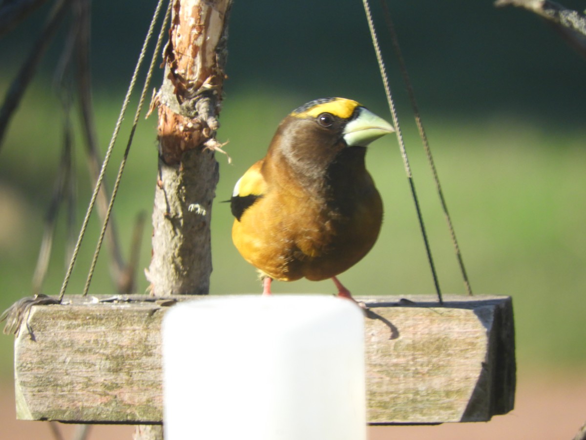 Evening Grosbeak - Kathleen Spicer