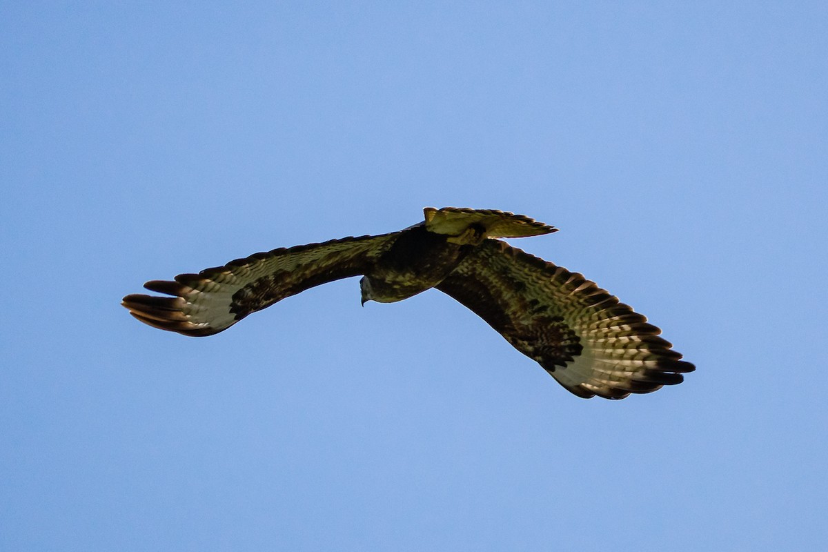 Mäusebussard - ML620080640