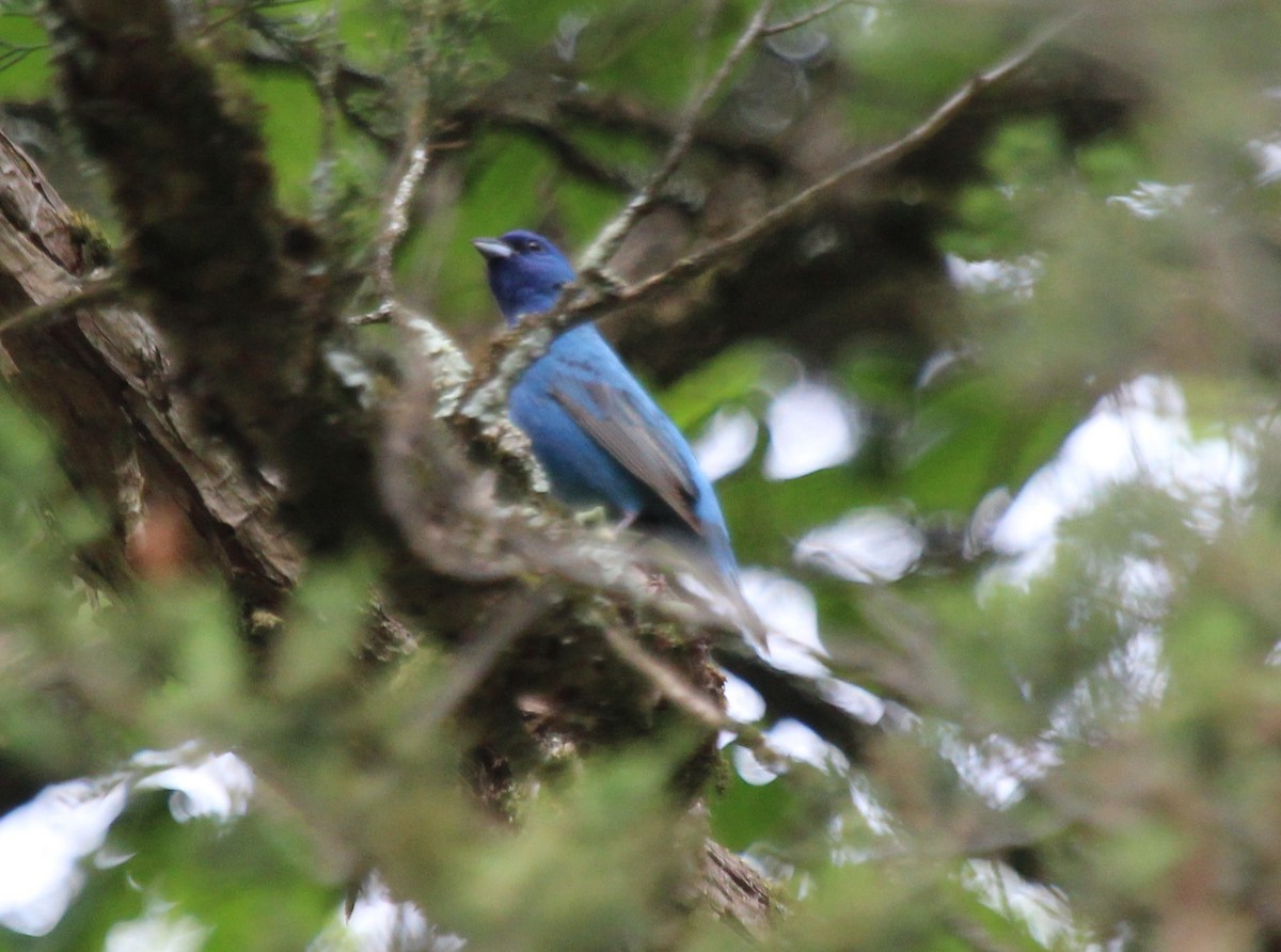 Indigo Bunting - ML620080647