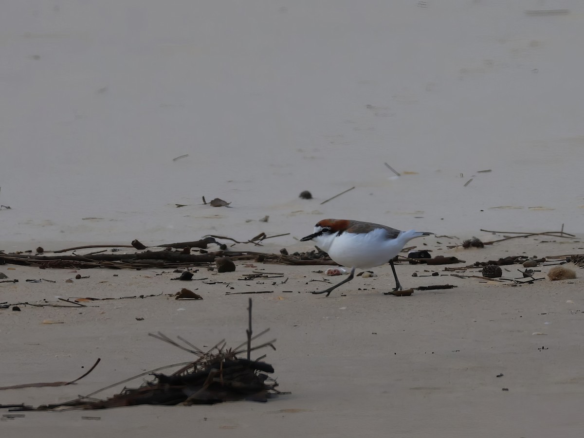 Red-capped Plover - ML620080649