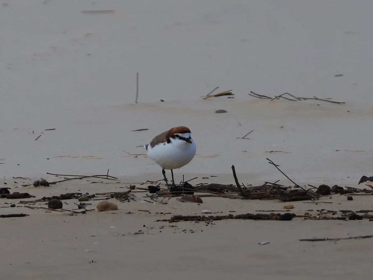 Red-capped Plover - ML620080650