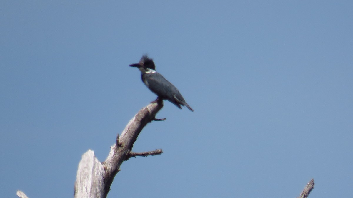 Belted Kingfisher - ML620080655