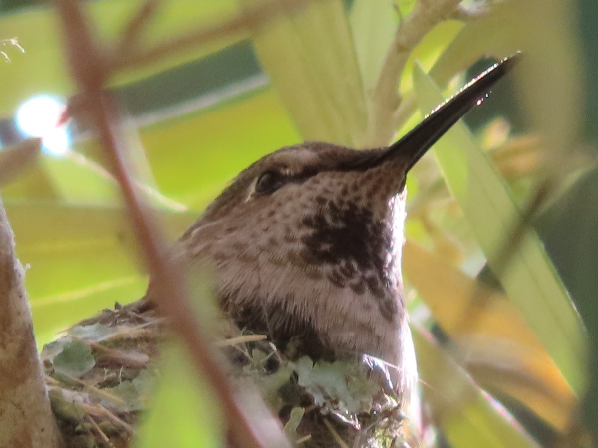 Anna's Hummingbird - ML620080678