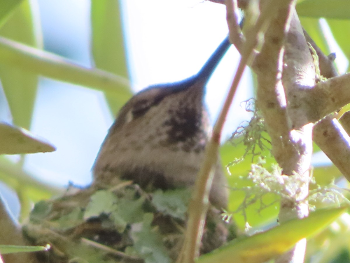 Anna's Hummingbird - ML620080679