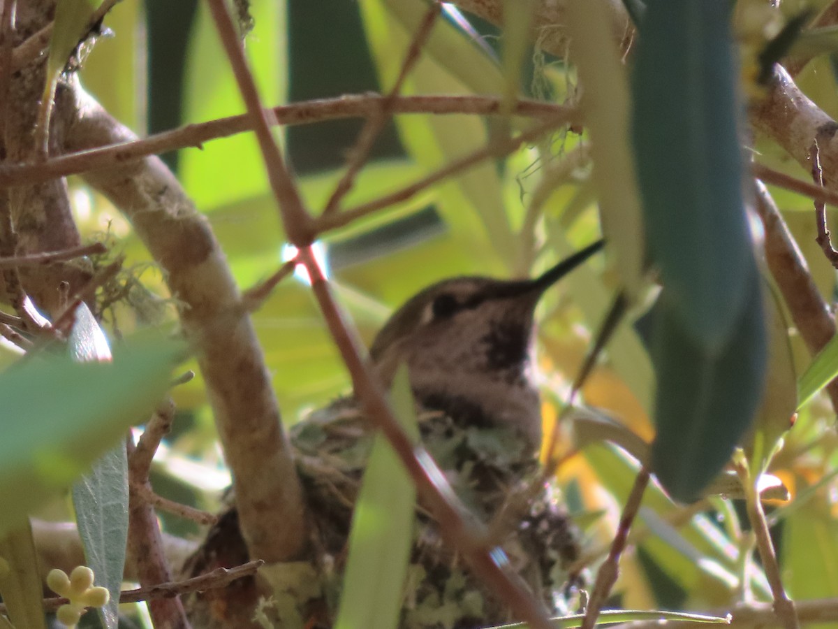 Anna's Hummingbird - ML620080682