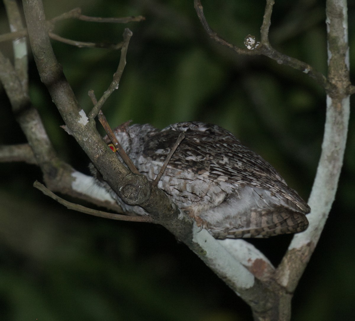 African Scops-Owl - ML620080689