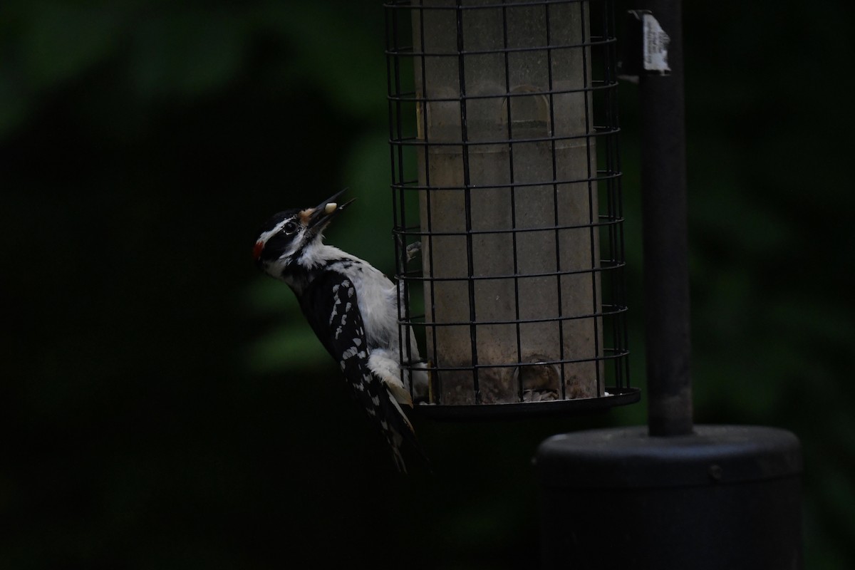 Hairy Woodpecker - ML620080708