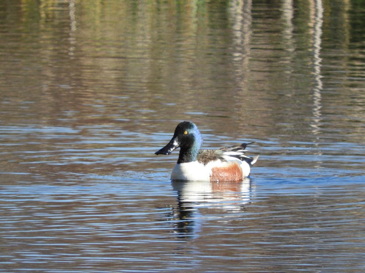 Northern Shoveler - ML620080712