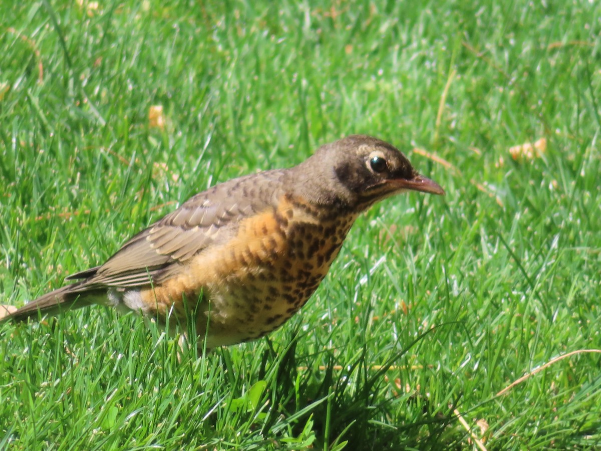 American Robin - ML620080726