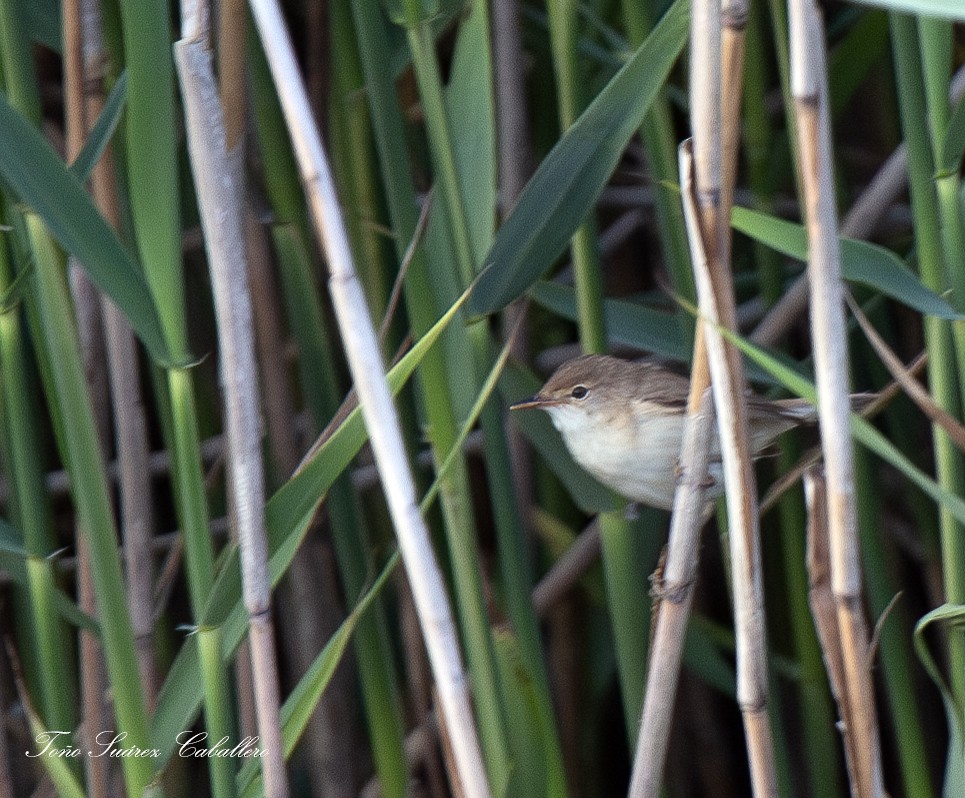Common Reed Warbler - ML620080758