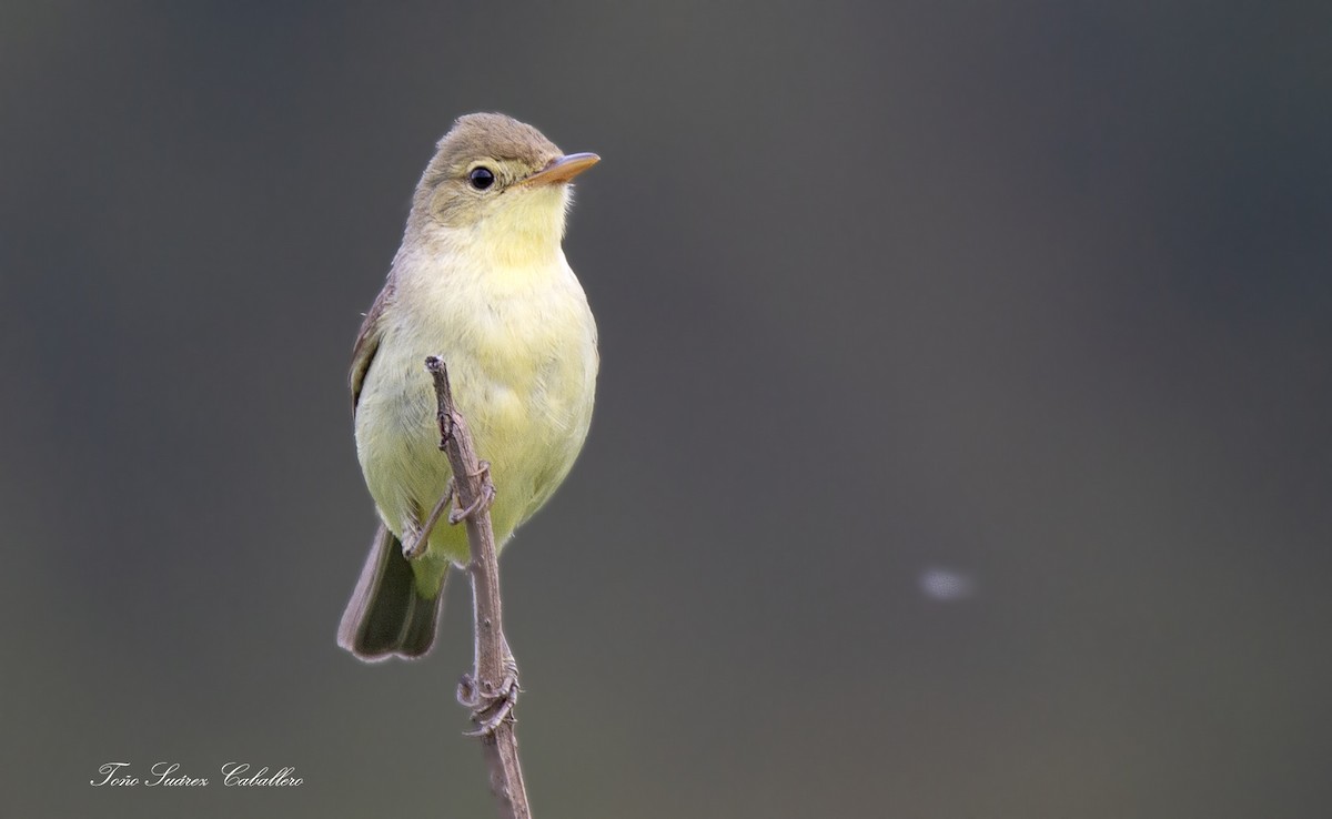 Melodious Warbler - ML620080766
