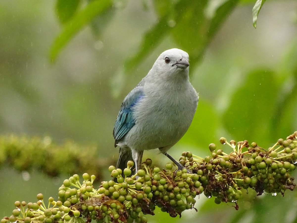 Blue-gray Tanager - ML620080769