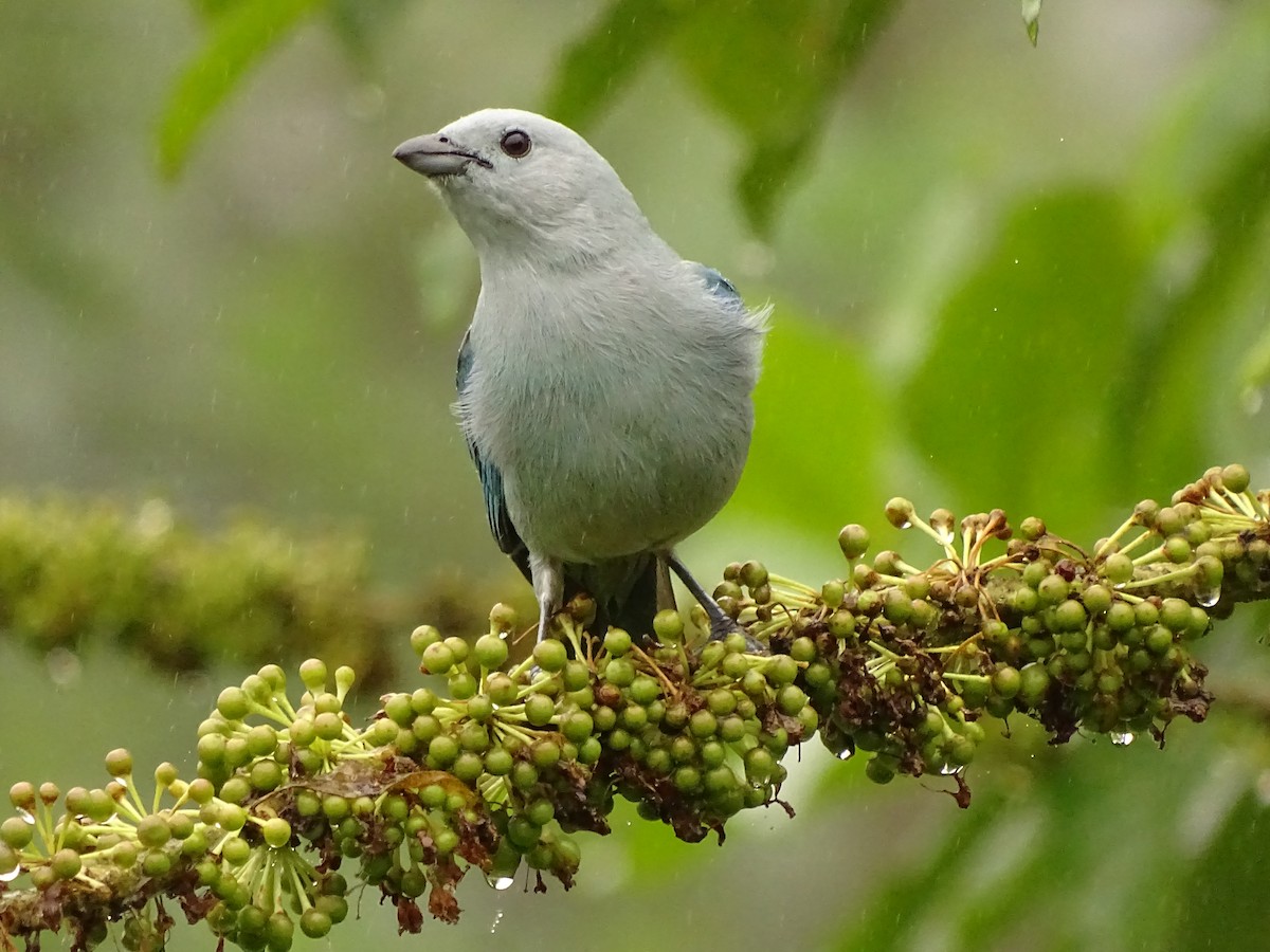 Blue-gray Tanager - ML620080770