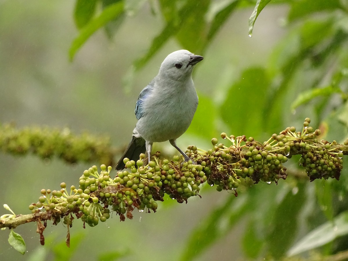 Blue-gray Tanager - ML620080771