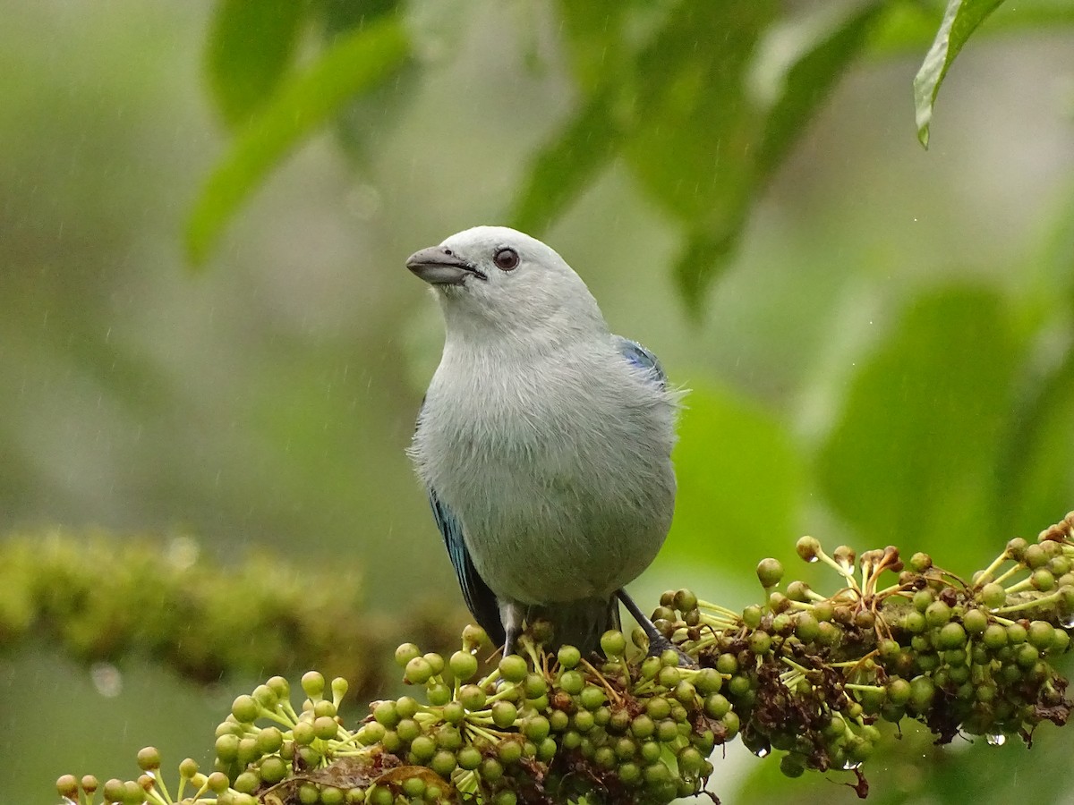 Blue-gray Tanager - ML620080773