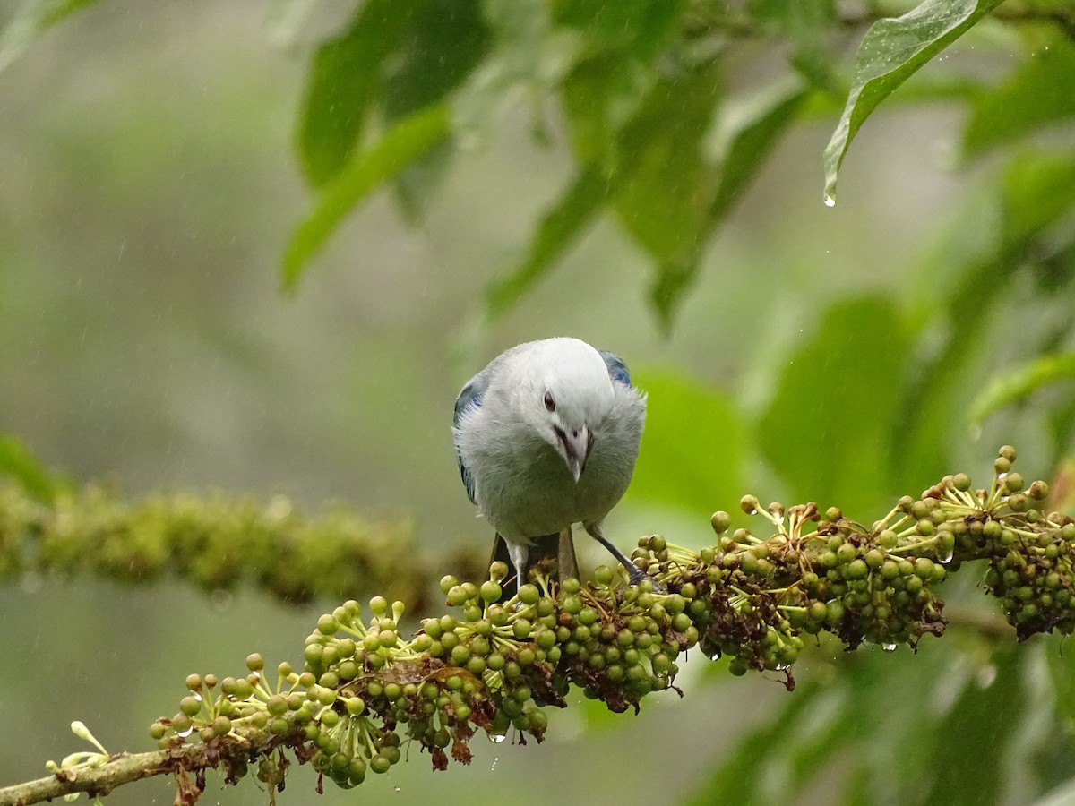 Blue-gray Tanager - ML620080774