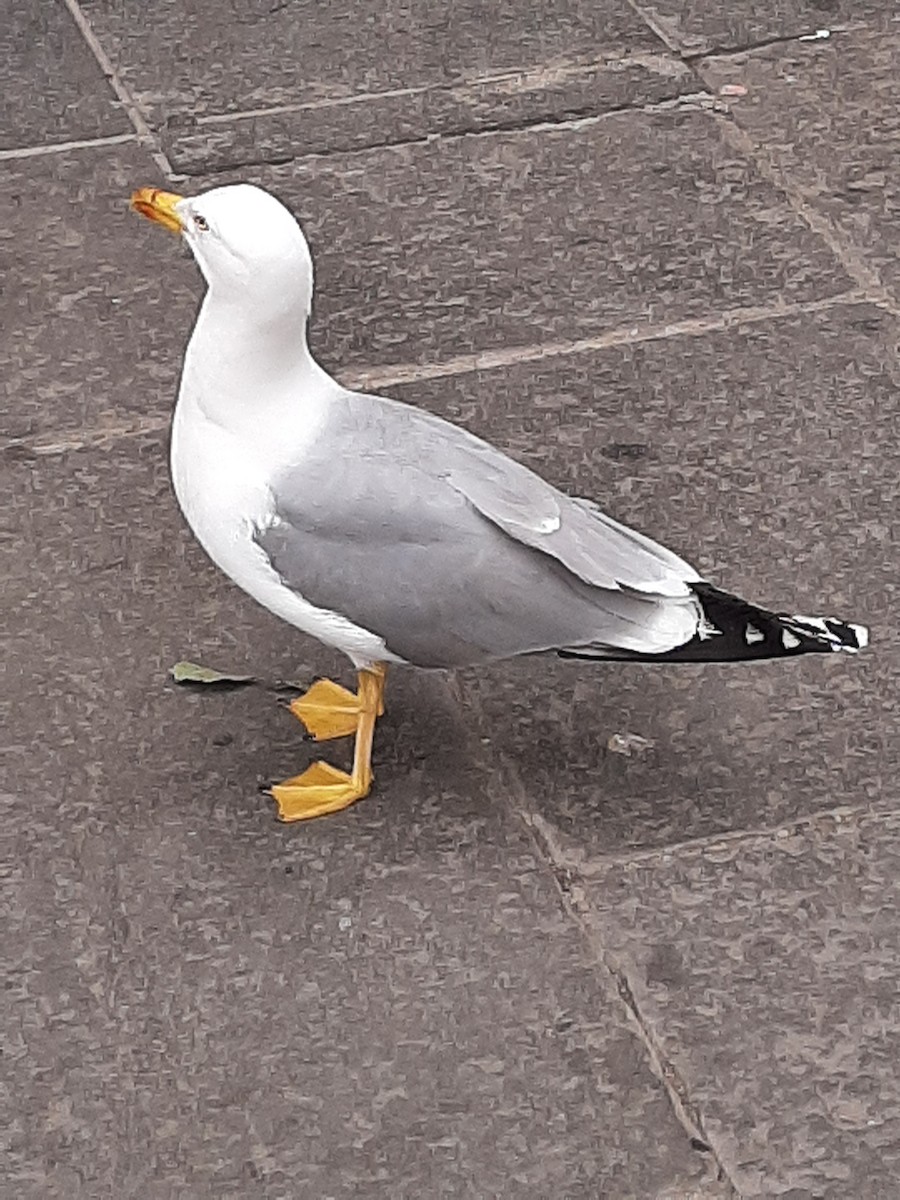Yellow-legged Gull - ML620080775
