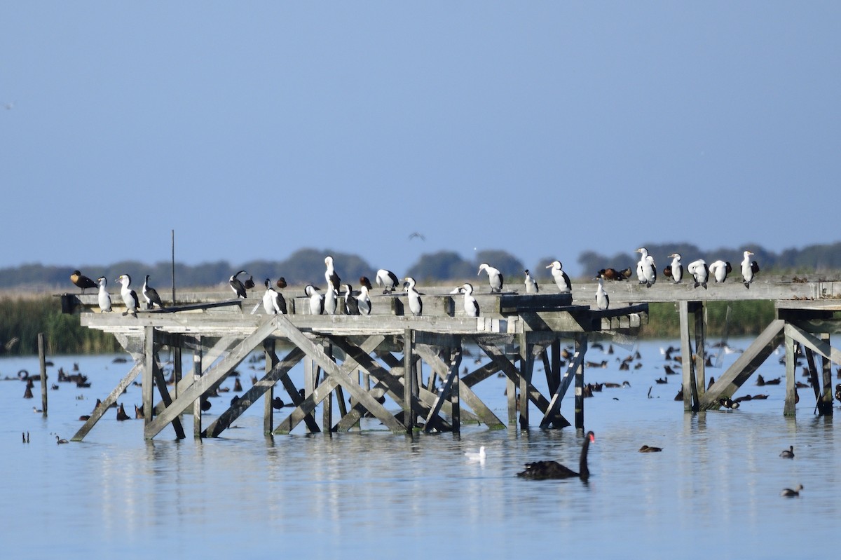 Pied Cormorant - ML620080779