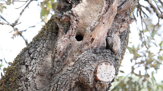 Eurasian Nuthatch - ML620080781