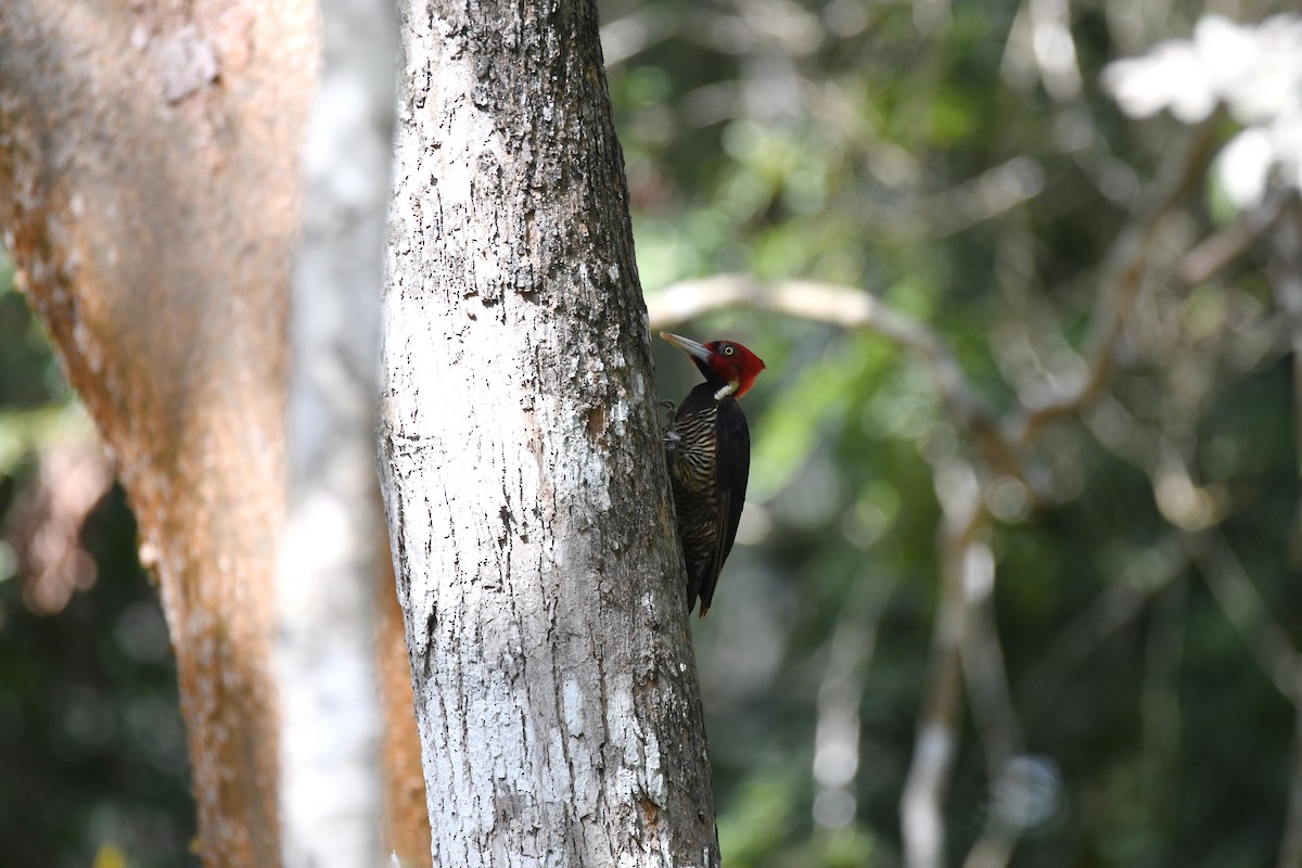Pale-billed Woodpecker - ML620080782
