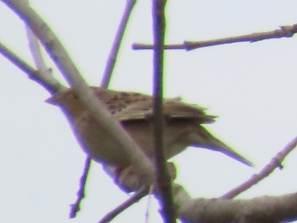 Grasshopper Sparrow - ML620080812