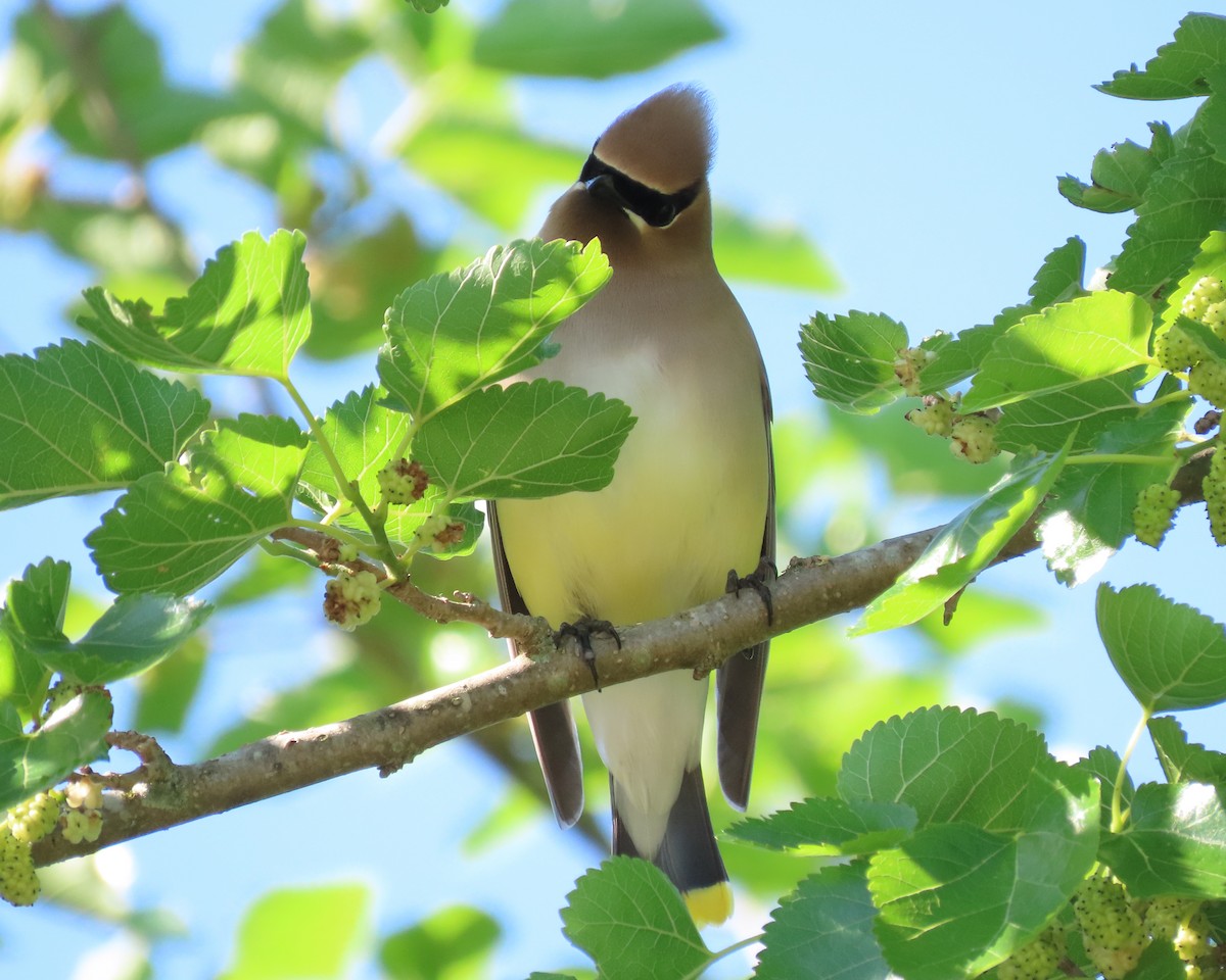 Cedar Waxwing - ML620080818