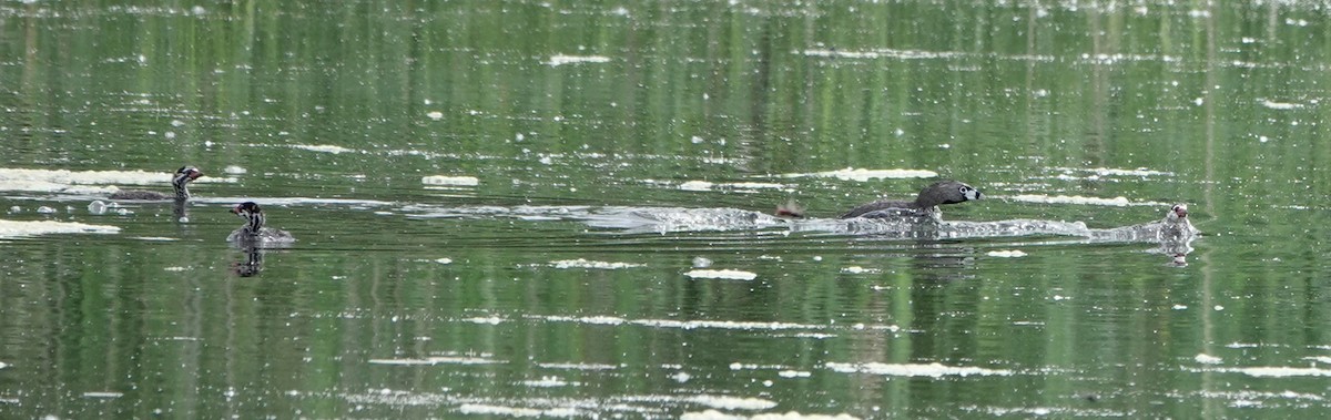 Pied-billed Grebe - ML620080831