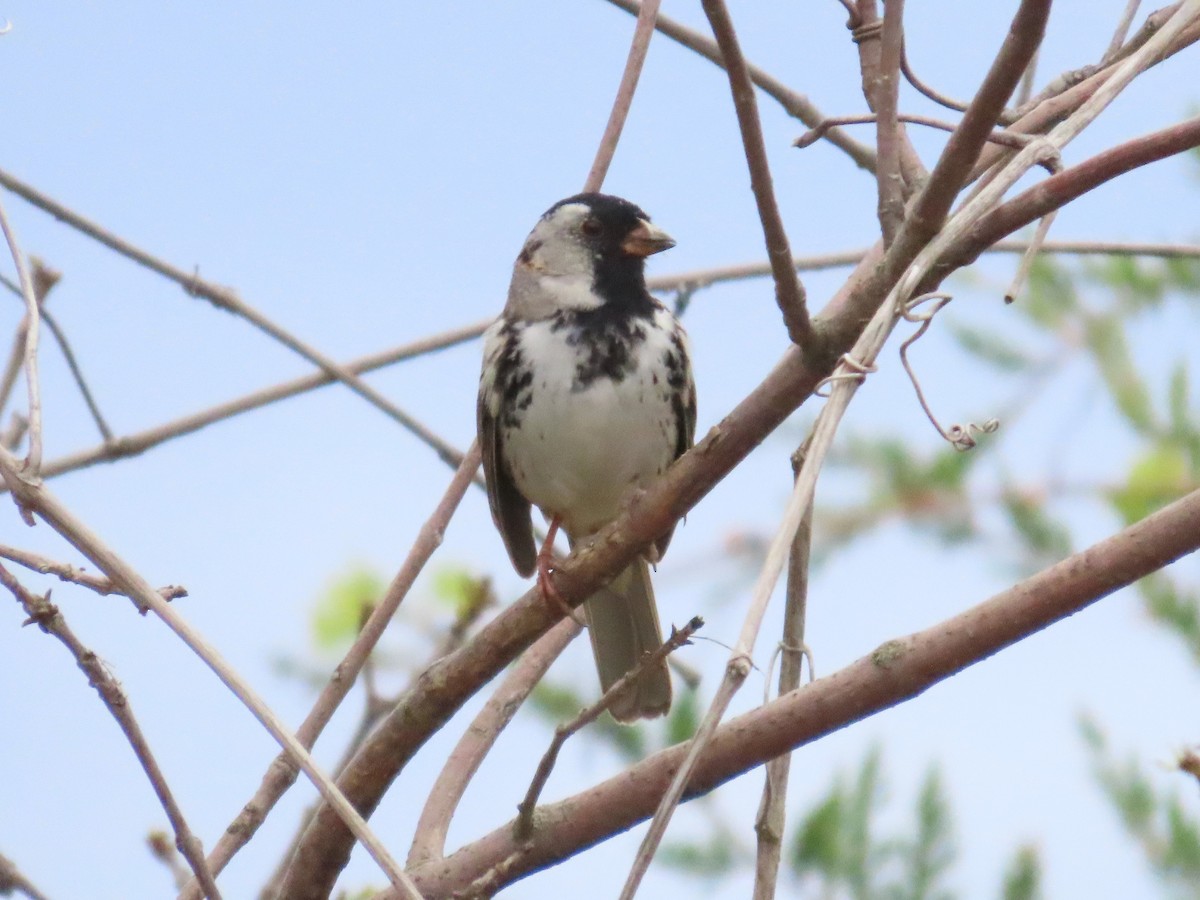 Harris's Sparrow - ML620080838