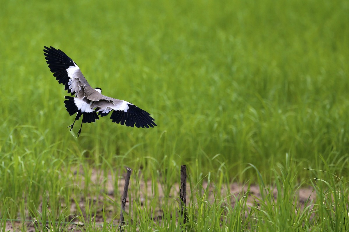 Spur-winged Lapwing - ML620080851
