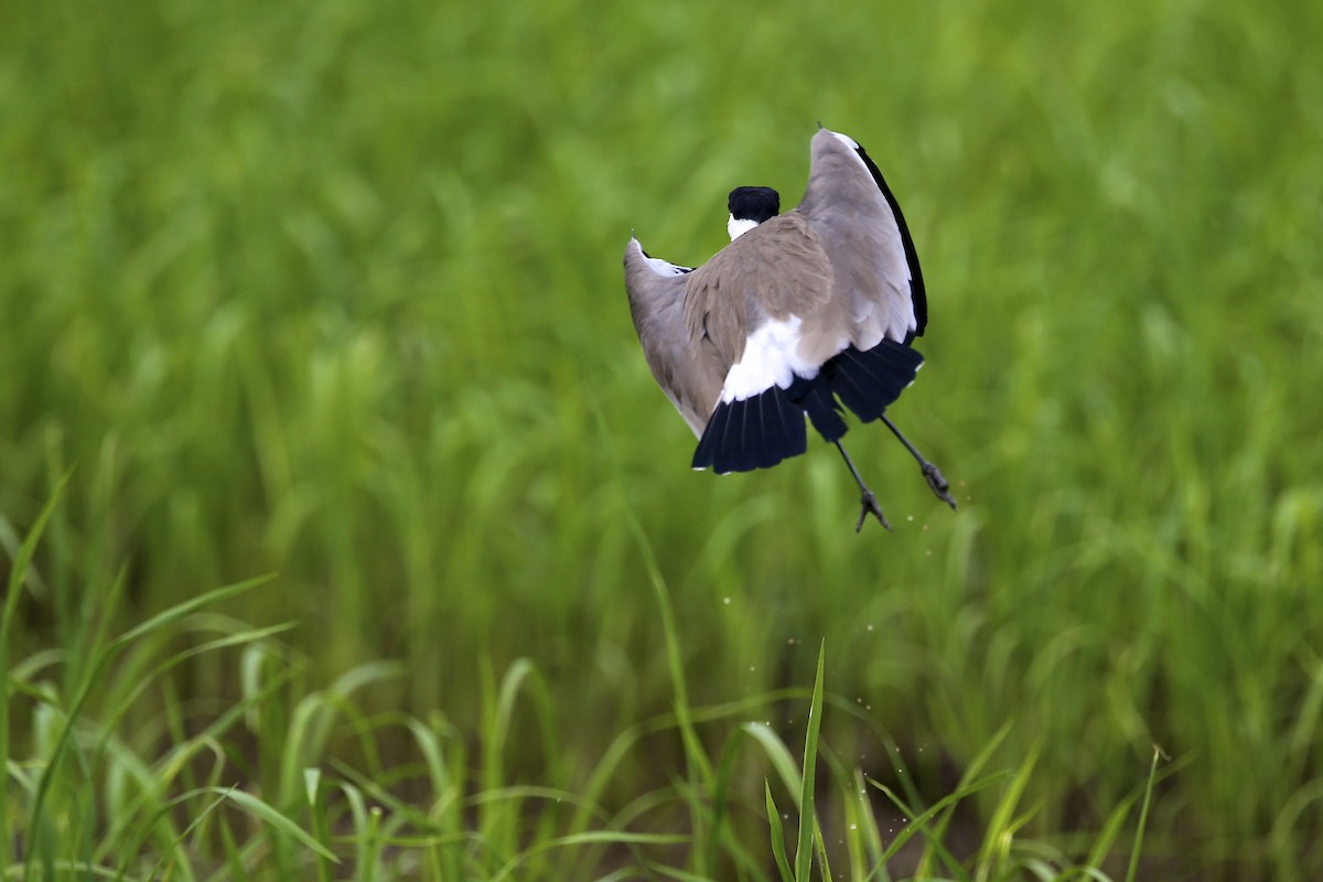 Spur-winged Lapwing - ML620080852