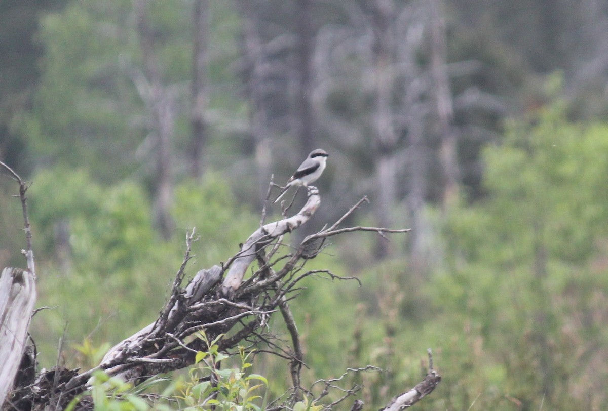 Loggerhead Shrike - Vayla Van Dyke