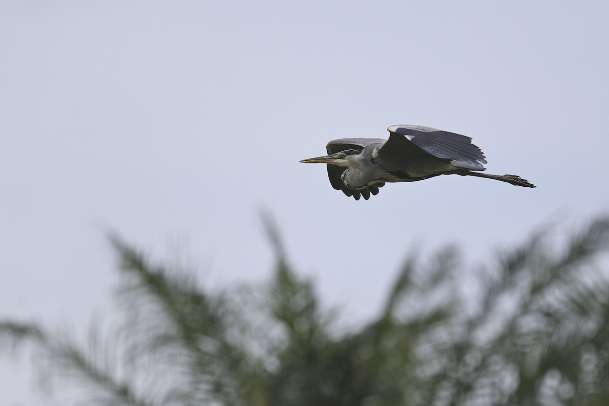 Garza Real - ML620080861