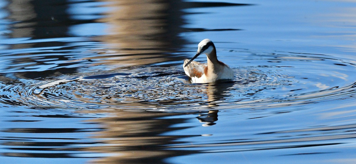 hvithalesvømmesnipe - ML620080865