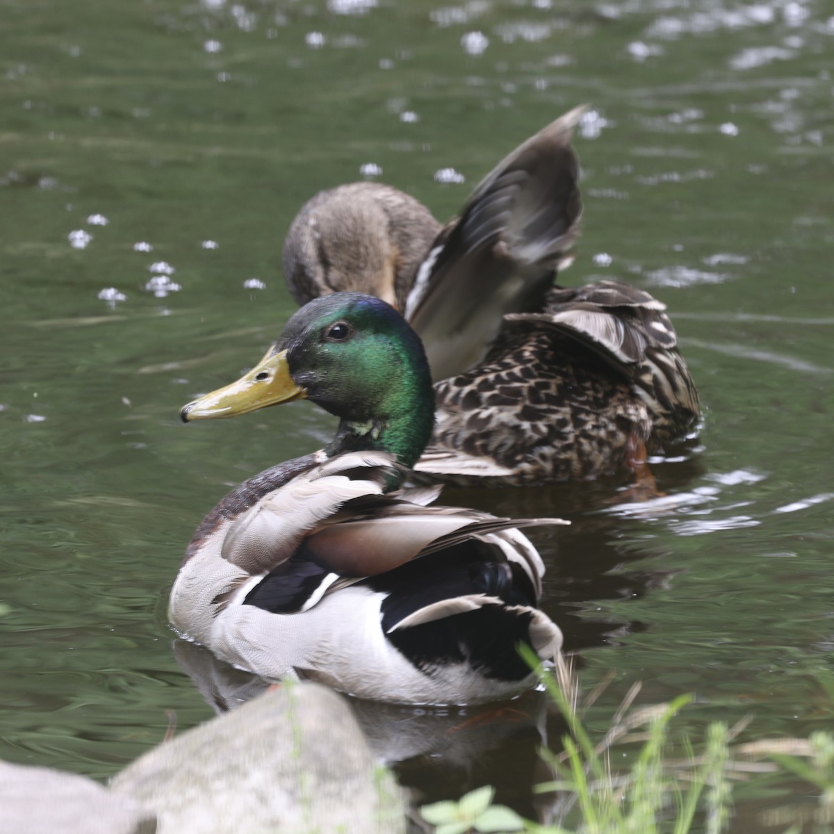 Canard colvert - ML620080866