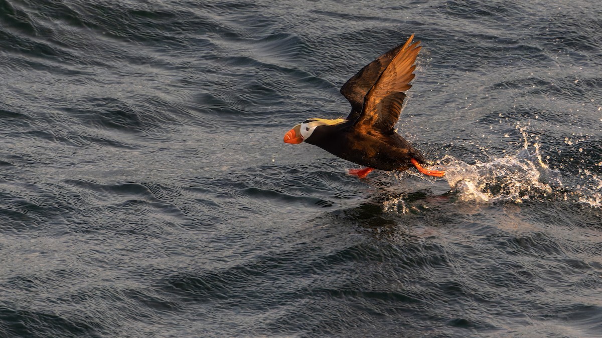 Tufted Puffin - ML620080869