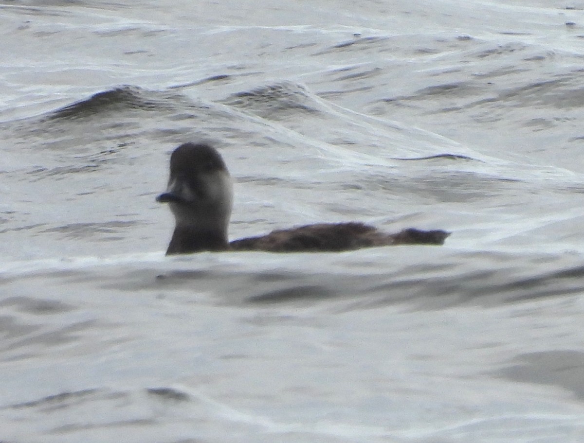 Black Scoter - ML620080873