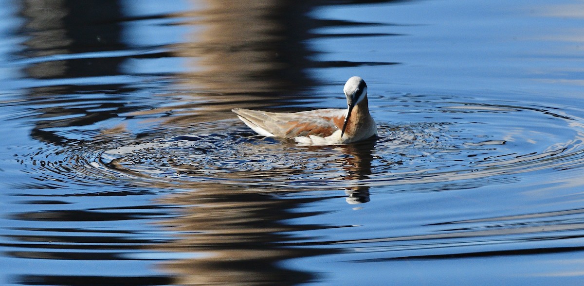 hvithalesvømmesnipe - ML620080883