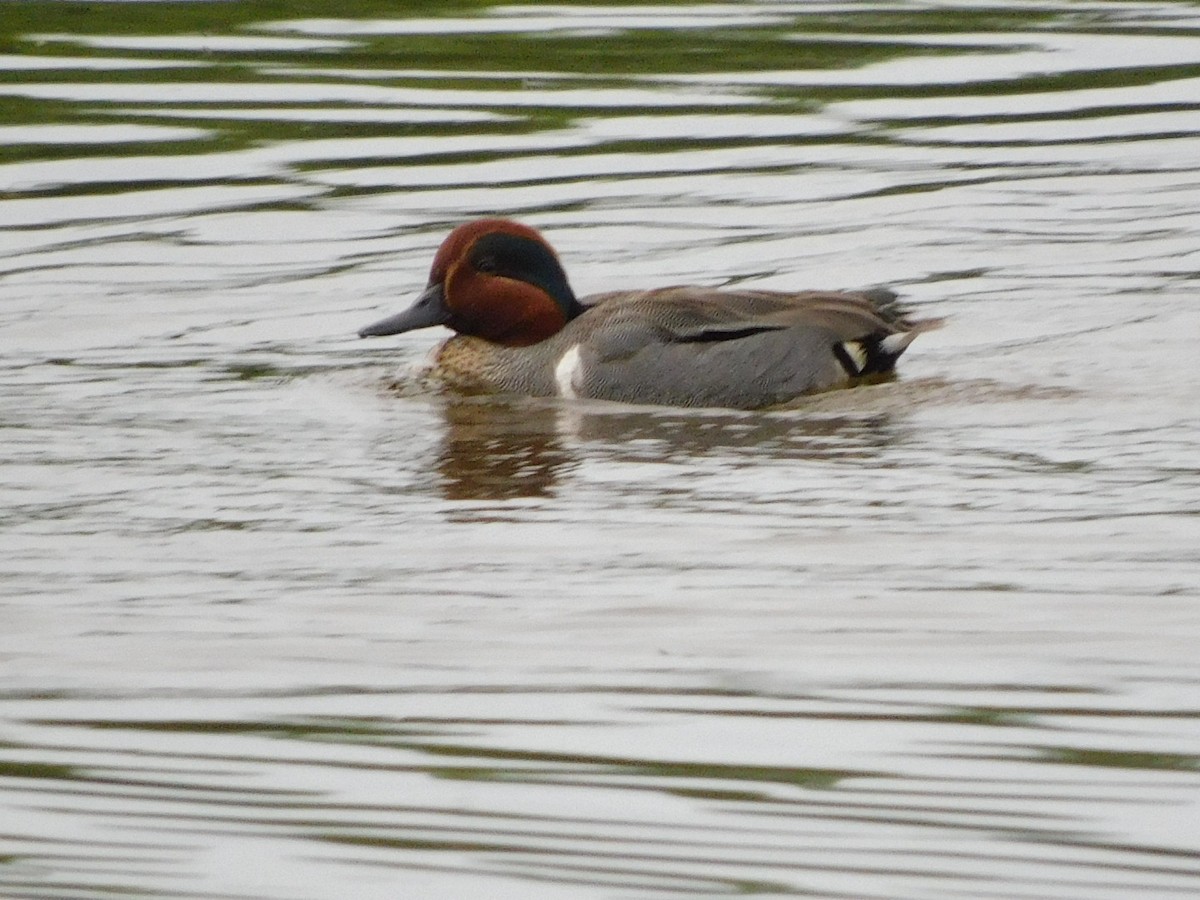 Green-winged Teal - ML620080895