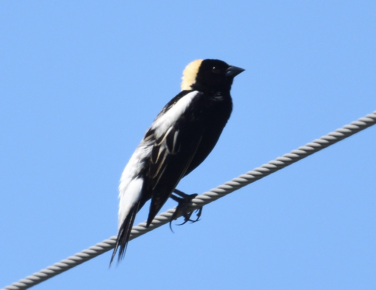 bobolink americký - ML620080897