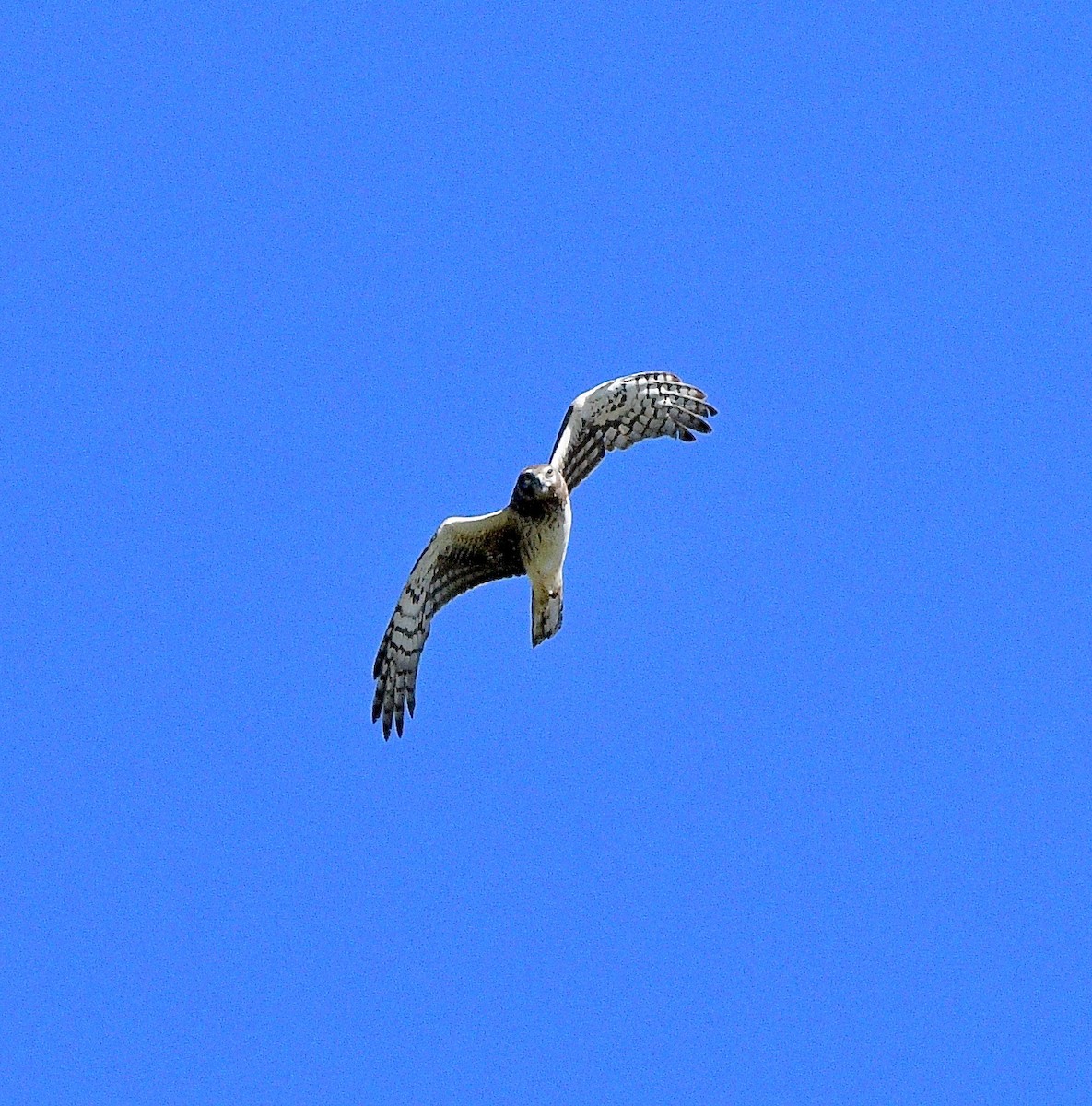 Northern Harrier - ML620080904