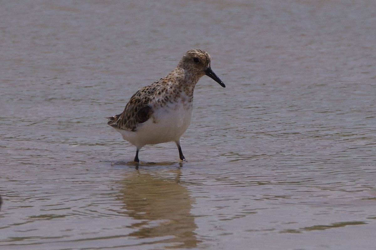 Bécasseau sanderling - ML620080914