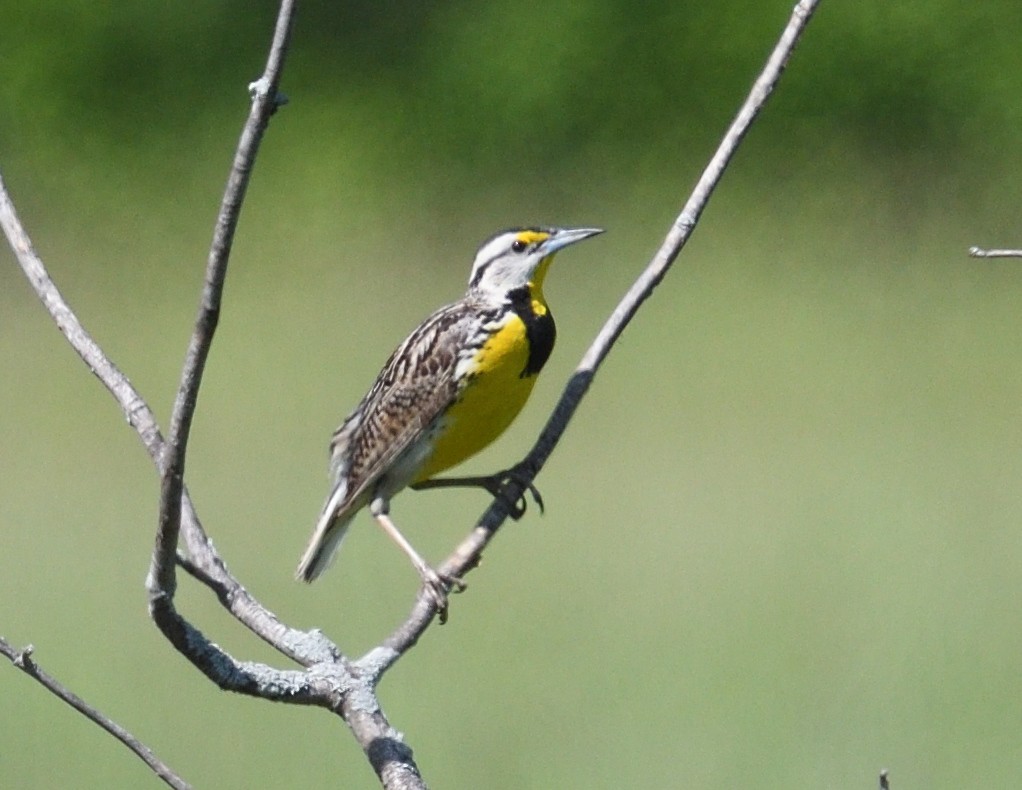 Eastern Meadowlark - ML620080916