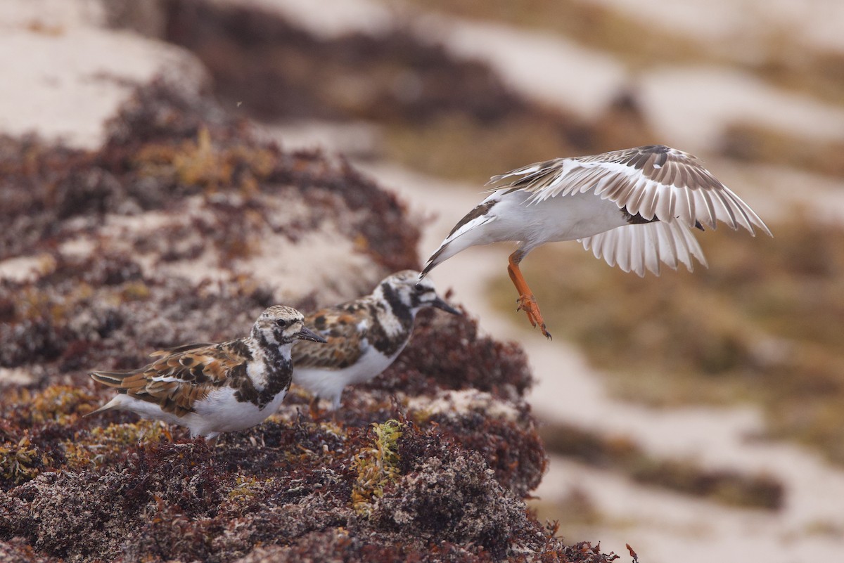 Ruddy Turnstone - ML620080929