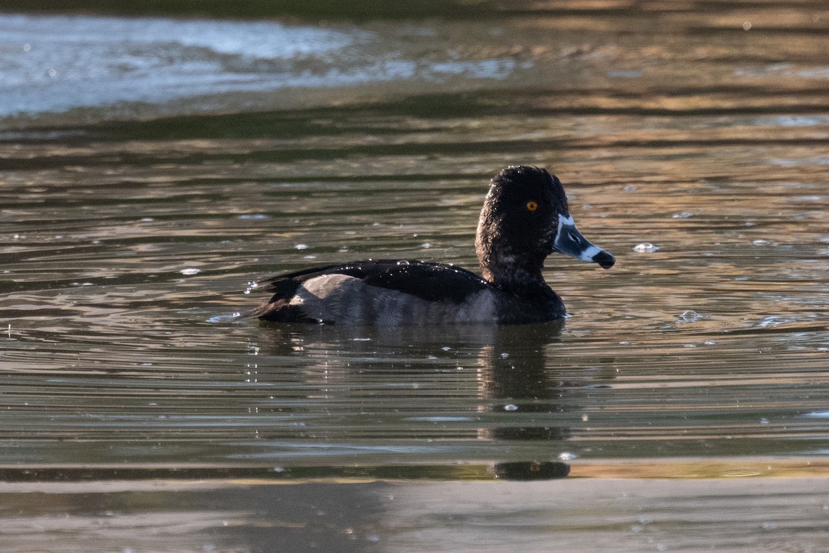 環頸潛鴨 - ML620080930