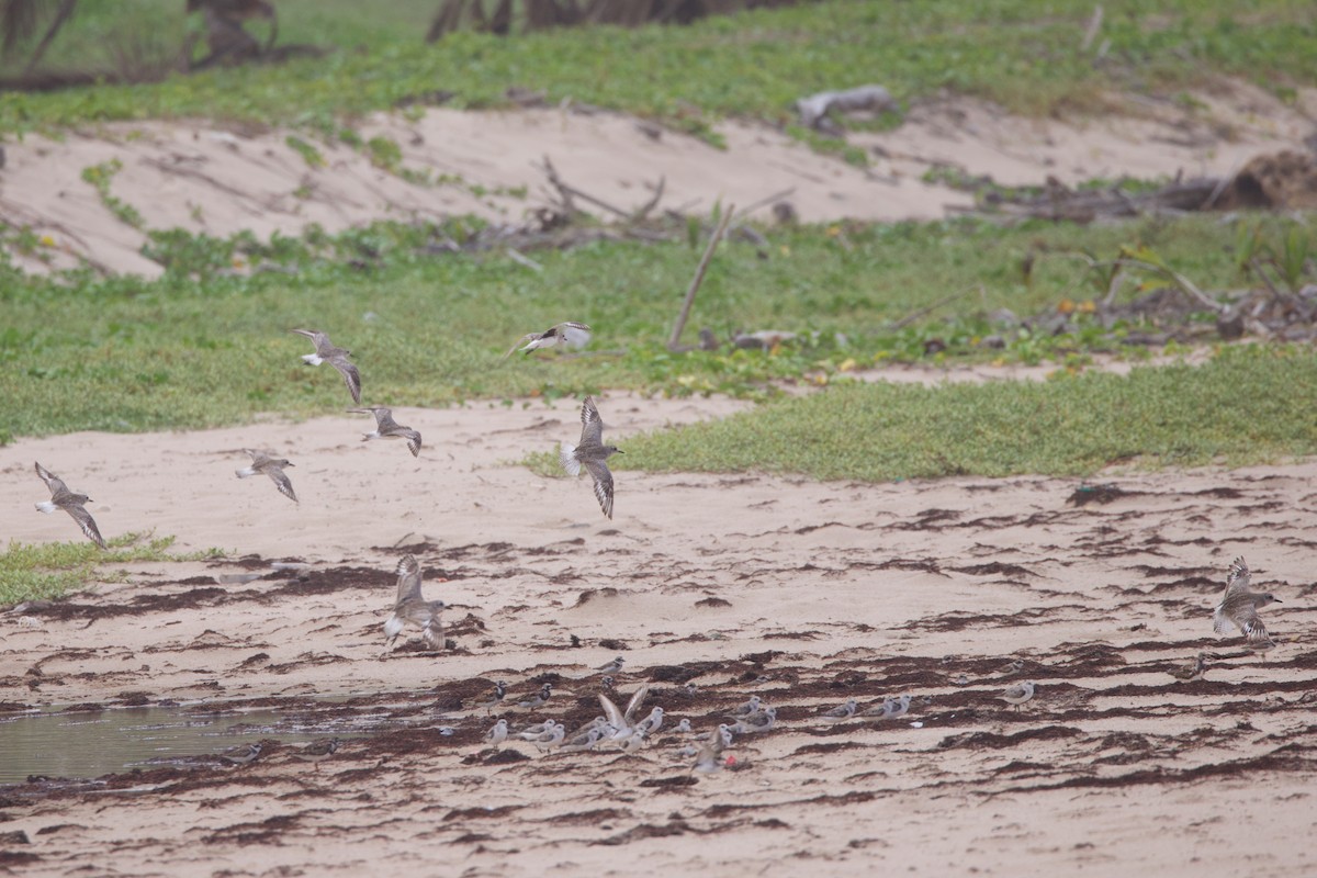 Black-bellied Plover - ML620080951