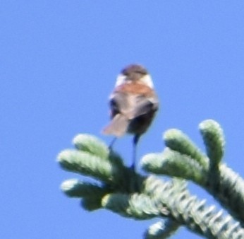 Chestnut-backed Chickadee - ML620080973